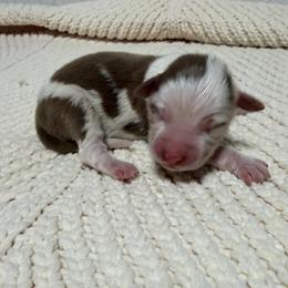 Girl 2 - Red merle female Miniature Australian Shepherd puppy in Olean, New York from Windy River Mini Aussie