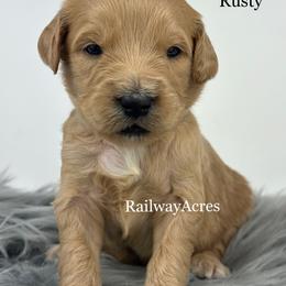 Rusty - Red  male Goldendoodle puppy in Milford, Indiana from Railway Acres Kennel