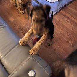 Boy 2 - male Airedale Terrier puppy in Lodi, California from Zinful Airedales