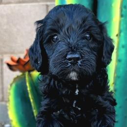 Vixen (pink) - Black female Goldendoodle puppy in Peoria,  Az, Arizona from Not Just "Golden" Doodles