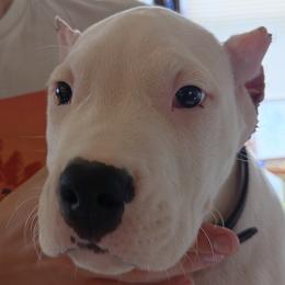 Boy 3 - White male Dogo Argentino puppy in Morgan Hill, Pennsylvania from De la Fuerza De Dios