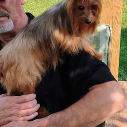 Bloodhound and Yorkshire Terrier All Grown Up from Buckingham Bloodhounds