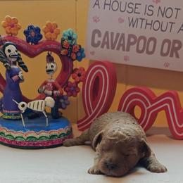 Benjamin - Red male Cavapoo puppy in Dallas, Texas from Halo's Heroes Doodles