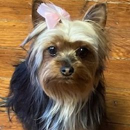 Rottweilers and Yorkshire Terriers from Beauty & The Beast Creations