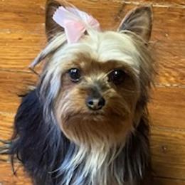 Rottweilers and Yorkshire Terriers from Beauty & The Beast Creations