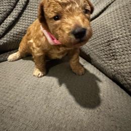 Girl 1 - Cream female Poodle puppy in Fredericktown, Missouri from Ellie & Co. Doodles and Poodles
