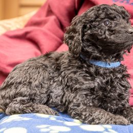 BonBon - Black Goldendoodle puppy in Des Plaines, Illinois from SnoogleDoodles
