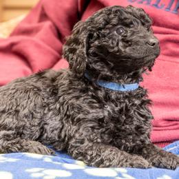 BonBon - Black Goldendoodle puppy in Des Plaines, Illinois from SnoogleDoodles