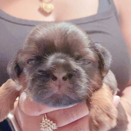 Shih Tzu Puppies from Crown & Tress Shih Tzu