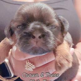 Shih Tzu Puppies from Crown & Tress Shih Tzu