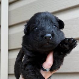 Pink - Black female German Shepherd puppy in Tennessee from Chattanooga Tn German Shepherds