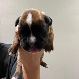 Female (pink) - Fawn female Boxer puppy in Jamesville, New York from Reynolds Homestead Boxers