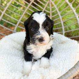 Monte - Black and chalk male Australian Labradoodle puppy in Wamego, Kansas from Doodles of Oz