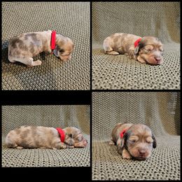 Red - Dapple female Dachshund puppy in Panama City Fl, Florida from Southern Bliss Doxies
