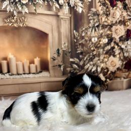 Boy 1.   3300 - Black tan and white male Biewer Terrier puppy in Nicholls, Georgia from Southeast Biewers