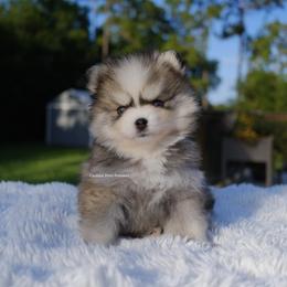 Marielle - Gray and white female Pomsky puppy in Loxahatchee, Florida from Cardinal Point Pomskies