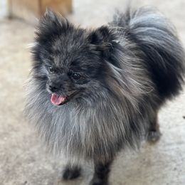Axel - Pomeranian