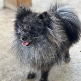 Axel - Pomeranian