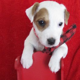 Jack Russell Terrier Puppies from Spritely Jack Russell Terriers