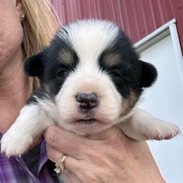 Tri Male - Black and tan male Pembroke Welsh Corgi puppy in New Auburn, Wisconsin from Cordell Corgis