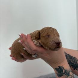 Pumpkin - Apricot female Goldendoodle puppy in Mesa, Arizona from Schmidt’s Doxies N Doodles