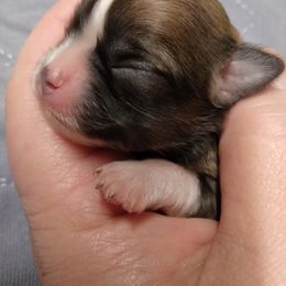 Chihuahua Puppies from Grace & Glory Chihuahuas