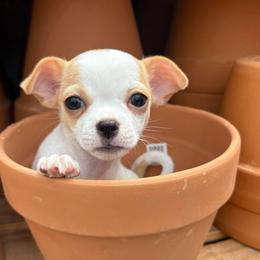 Bruce - Red and white male Chihuahua puppy in Amarillo, Texas from Barbara JAN Lukenbill