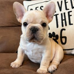 Red - Cream male French Bulldog puppy in Norwood, North Carolina from Lakeside Frenchies