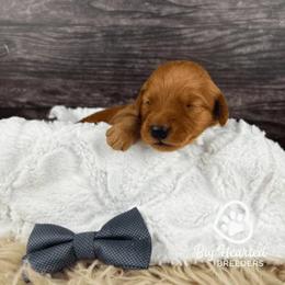 Shield - Sable male Goldendoodle puppy in Utah County, Utah from Big Hearted Breeders