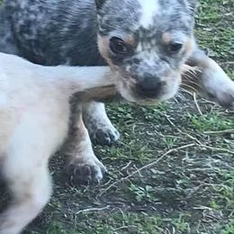 Australian Cattle Dog Puppies from Rising J Cattle Dogs