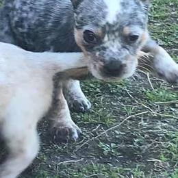 Australian Cattle Dog Puppies from Rising J Cattle Dogs