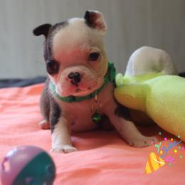 Sazuka - Brindle and white male Boston Terrier puppy in Brooksville, Florida from Delamorés Pups