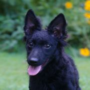Greenbrier's Rock Legend - Black male Mudi puppy in Gatlinburg, Tennessee from Greenbrier