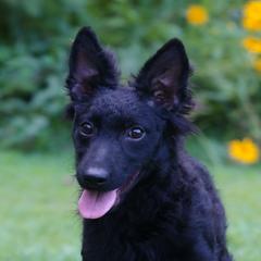 Greenbrier's Rock Legend - Black male Mudi puppy in Gatlinburg, Tennessee from Greenbrier
