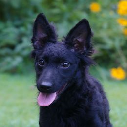 Greenbrier's Rock Legend - Black male Mudi puppy in Gatlinburg, Tennessee from Greenbrier