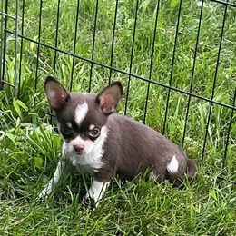 Chihuahua and Pomeranian Puppies from Lil'Fevre Chihuahuas