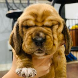 Male Red (Socks) - Red and white male Basset Hound puppy in Oviedo, Florida from Boss Farms