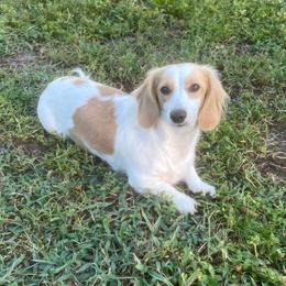 Piper - Dachshund