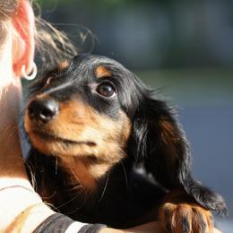 Dachshund Puppies from Olia Mirra