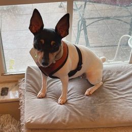 Kona - Toy Fox Terrier