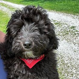 Marvin - Black male Whoodle puppy in Smallett, Missouri from Leshas Whoodles