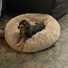 Tabby - Cavalier King Charles Spaniel