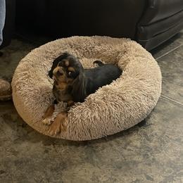 Tabby - Cavalier King Charles Spaniel