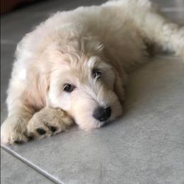 Goldendoodle Puppies from Gardenia Goldens and Goldendoodles