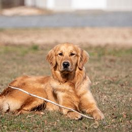 Dory - Golden Retriever