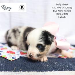 Roxy -BMF1 - Blue merle female Toy Australian Shepherd puppy in Nacogdoches, Texas from TK Standard, Mini, & Toy Aussies