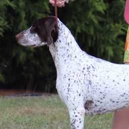 German Shorthaired Pointers from Elegant GSP