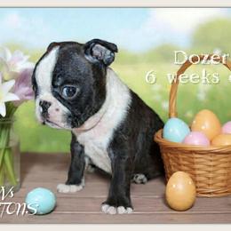 Boy 4-Dozer - Black and white male Boston Terrier puppy in North Central, Vermont from Windy Valley’s Bostons