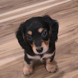 Girl 2 - female Dachshund puppy in Chewelah, Washington from The Love of Dachshunds