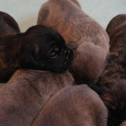 Girl 1 - Black brindle female Cane Corso puppy in Nashville, Tennessee from Prestigious K9